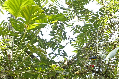 Bangsia arcaei