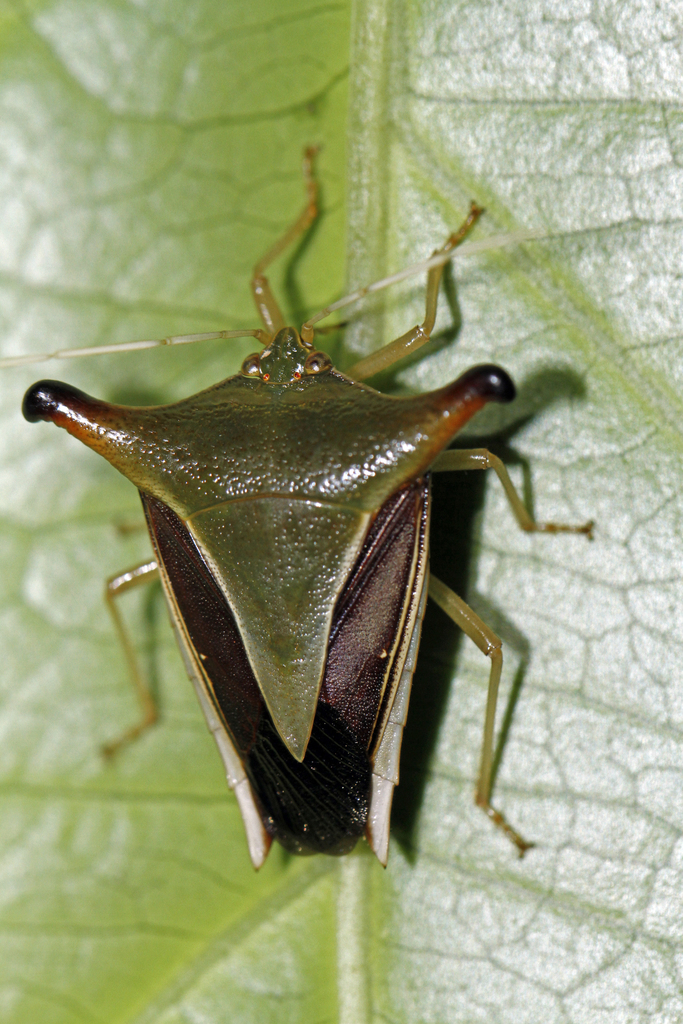 Arab Bug Edessa arabs from Heredia Province, Sarapiqui, Costa Rica on May 6 ...