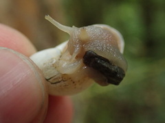 Drymaeus aequatorianus