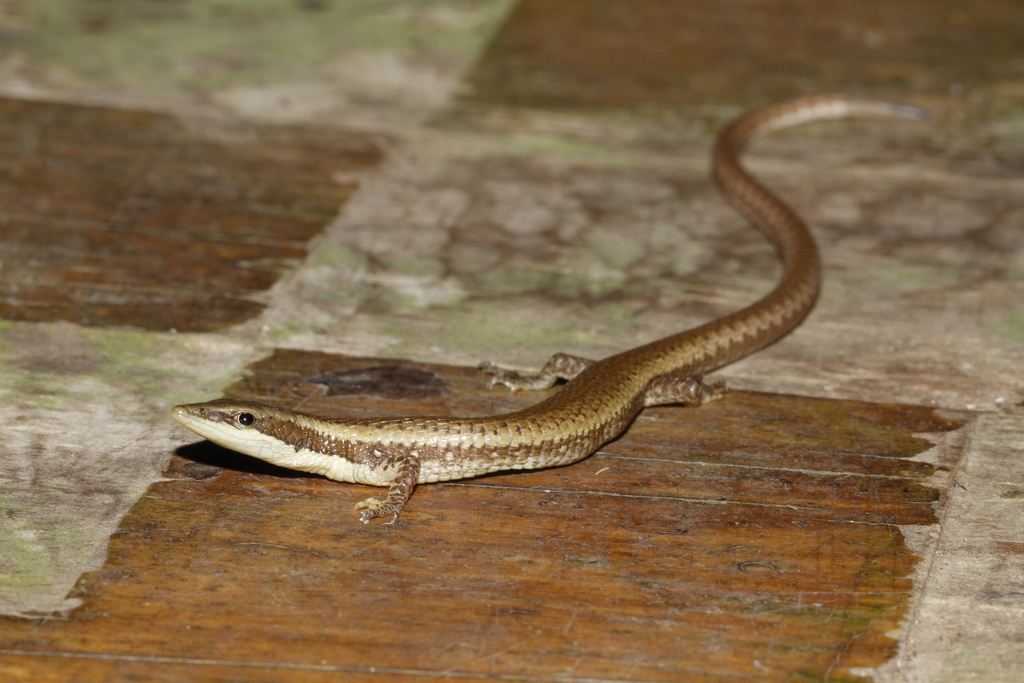 Ocellated Bromeliad Lizard