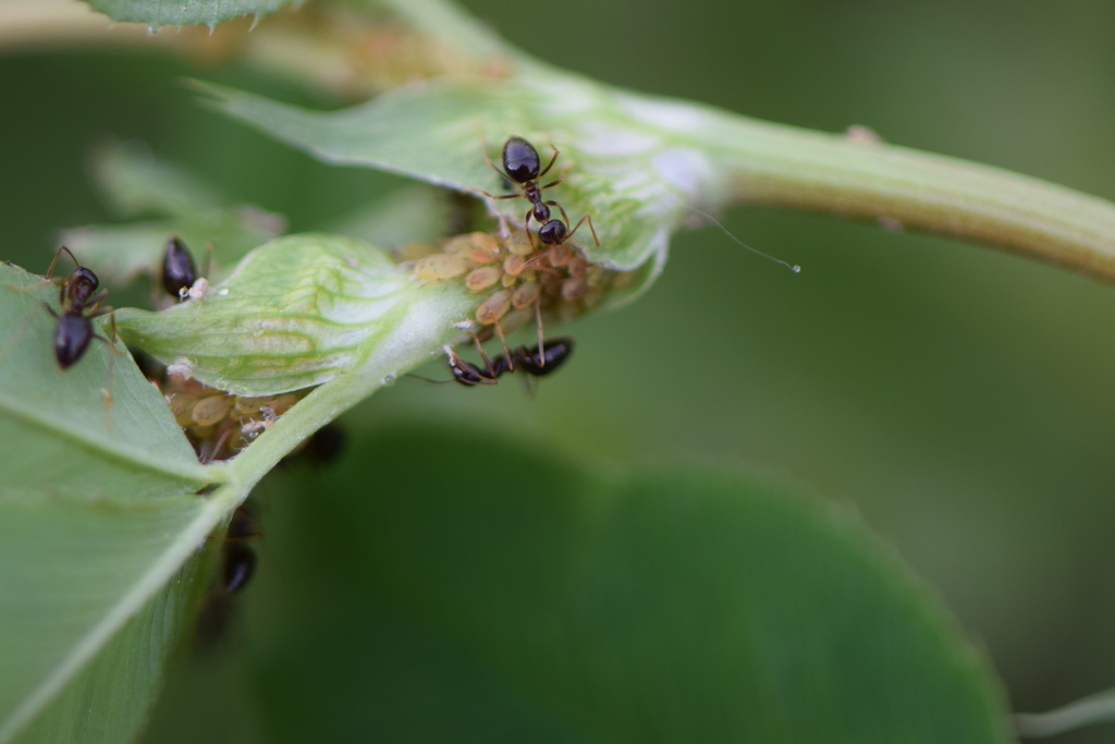 Mi Insects Insects from Eaton County, MI, USA on June 5, 2023 at 03:58 PM by ...