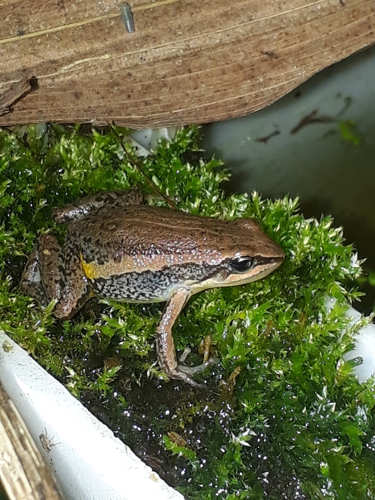Boulenger's Rocket Frog