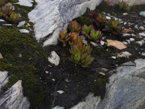 Image of Crassula rubricaulis by (c) amantedarmanin, some rights reserved (CC BY)