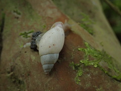 Drymaeus aequatorianus