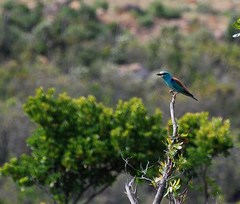 Coracias garrulus garrulus