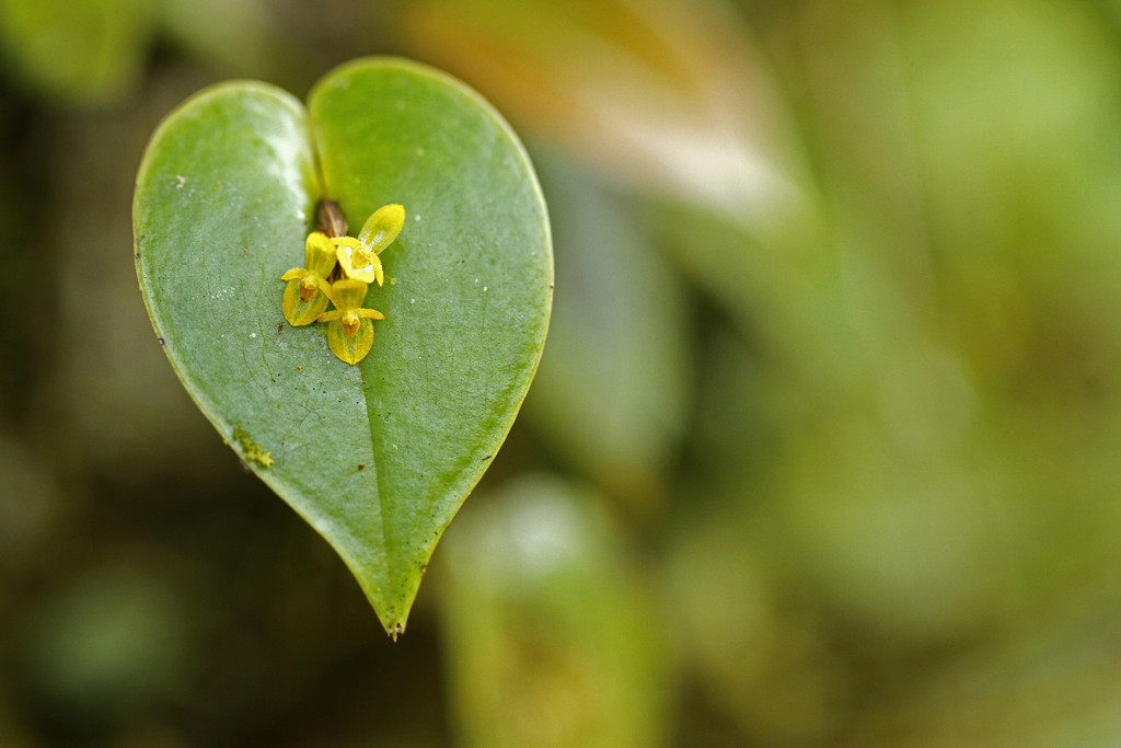 Pleurothallis phyllocardioides