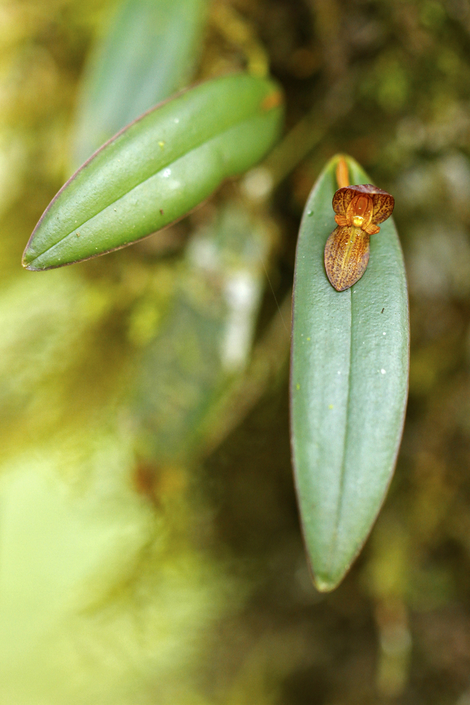 Pleurothallis bogarinii