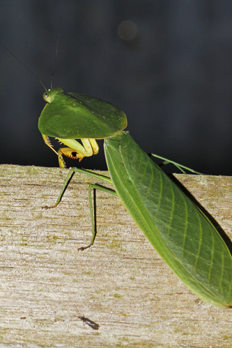Photo of Peruvian Shield Mantis (Choeradodis rhombicollis)