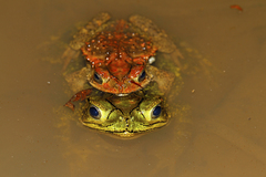 Evergreen Toad photo 2