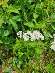 Achillea millefolium image