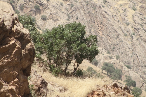 Persian oak