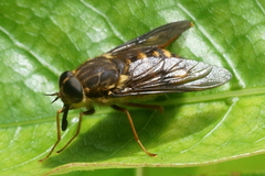Scaptia adrel