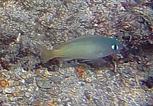 Brighteye Damselfish