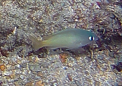 Brighteye Damselfish photo 5