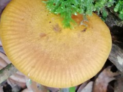 Heimiomyces velutipes