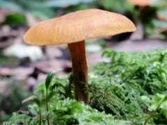 Heimiomyces velutipes