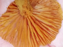 Heimiomyces velutipes