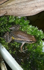 Boulenger's Rocket Frog photo 2