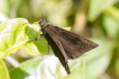 Ephyriades brunnea
