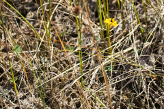 Utricularia cornuta image