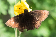 Ephyriades brunnea