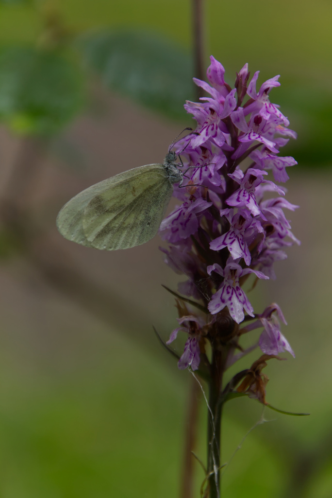 Leptidea sinapis from Forchach, Österreich on July 6, 2023 at 08:28 AM ...