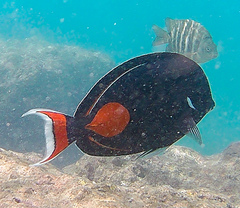 Acanthurus achilles