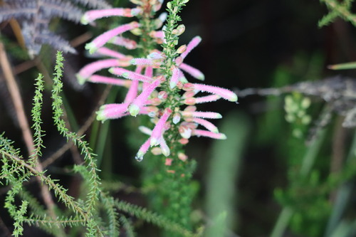 Image of Erica densifolia by (c) amantedarmanin, some rights reserved (CC BY)