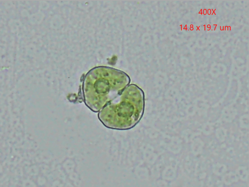 Cosmarium laeve