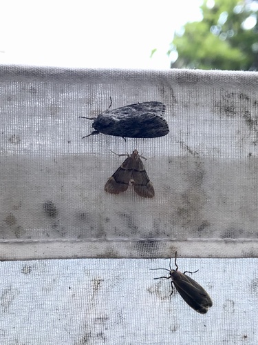 Spruce Needleworm Moth photo 3