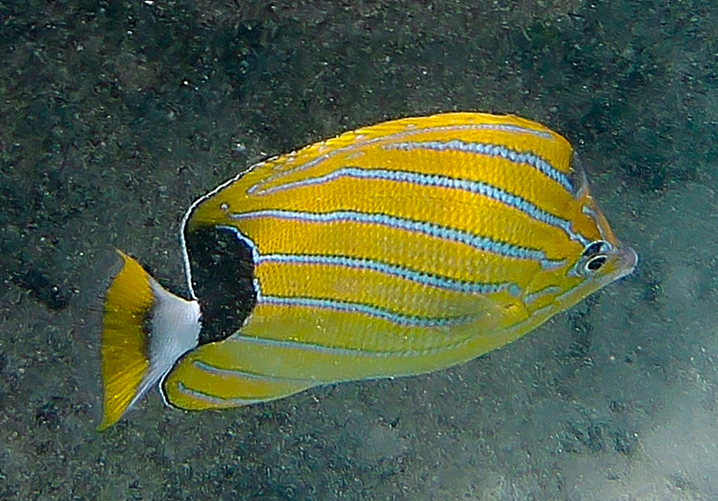 Blue-lined Butterfly