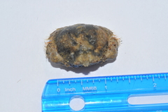 Calappa galloides