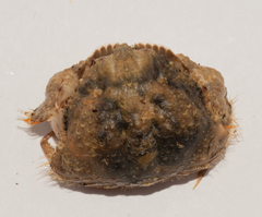 Calappa galloides