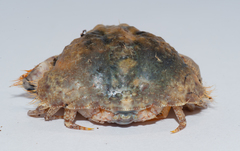 Calappa galloides
