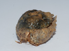 Calappa galloides
