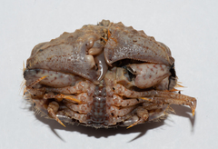 Calappa galloides