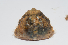 Calappa galloides