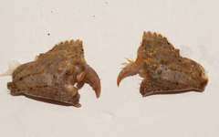 Calappa galloides