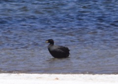 Fulica cornuta