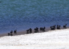 Fulica cornuta