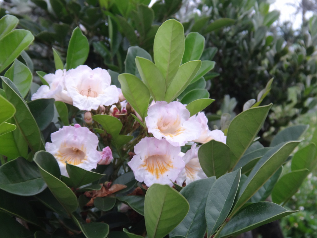 Radermachera peninsularis