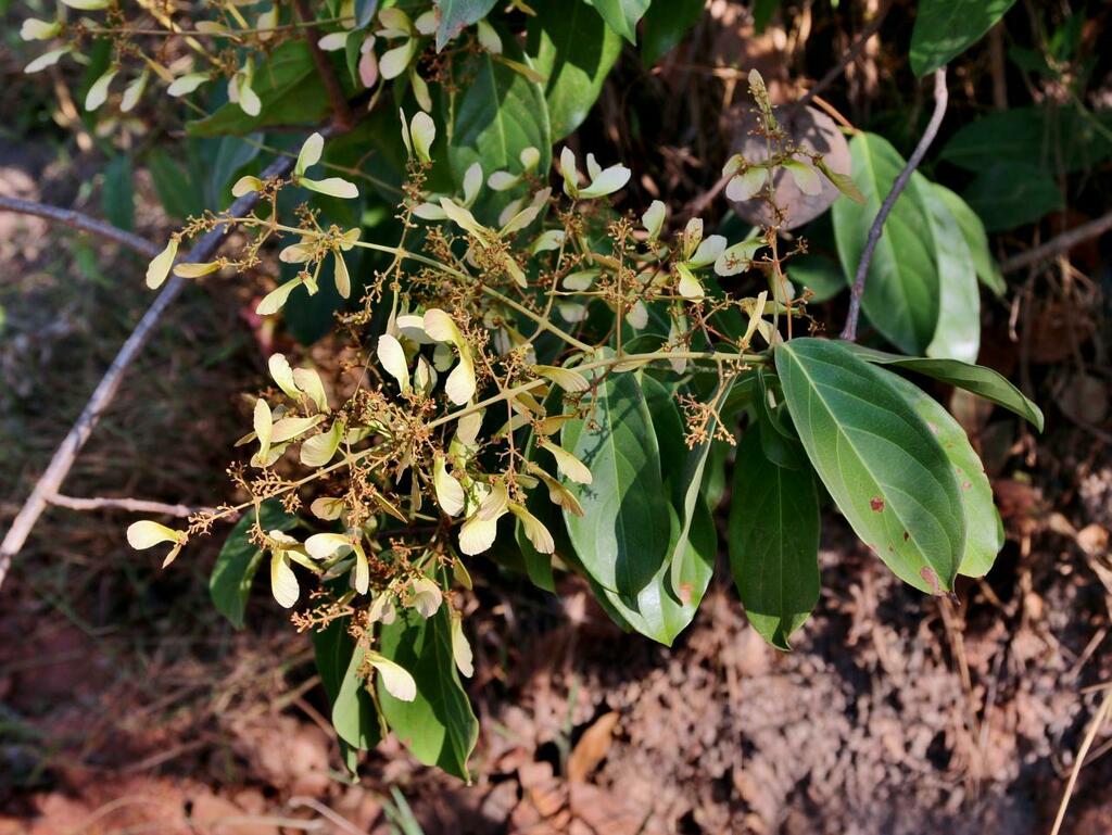Heteropterys eglandulosa