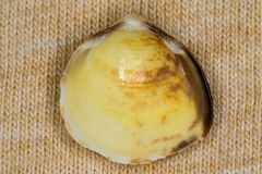 Laevicardium mortoni