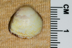 Laevicardium mortoni