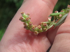 Artemisia vulgaris
