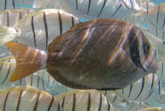 Acanthurus leucopareius