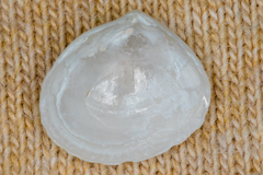 Abra aequalis