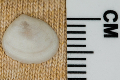 Abra aequalis