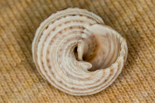 Button Snail | Native Nature