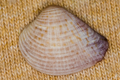 Anomalocardia cuneimeris